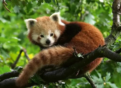 Ravensburger Puzzle 12000369 - Süßer roter Panda - 500 Teile Puzzle für Erwachsene und Kinder ab 12 Jahren, Tier-Puzzle