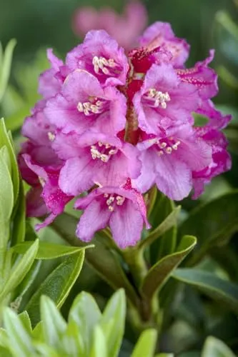 Rhododendron ferrugineum 12–15 cm – Winterhart, Immergrün, Mehrjährig – Rostrote Alpenrose – Zierstrauch für Garten & Steingarten