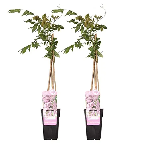 how to grow bonsai Bonsai Variety Grow Kit main image 0