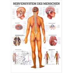 Das Nervensystem Lehrtafel 100x70 cm von Rüdiger-Anatomie