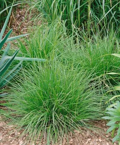 Pflanzen für Dich Gräser Deschampsia cespitosa Tauträger - Gräser, elegante Rasen-Schmiele mit silbrig glänzenden Blütenrispen, bienenfreundlich und pflegeleicht, ideal für naturnahe Gärten.