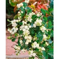 Symphoricarpos doorenbosii 'White Hedge' 40-60 cm