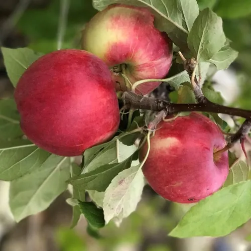 Cox Orange Renette Winterapfel Zwergbaum Topfballen M9 einjg.