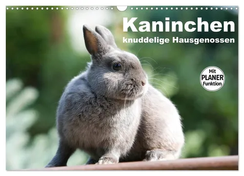 Kaninchen - knuddelige Hausgenossen 2026, CALVENDO Monatskalender - Hochwertiger Wandkalender im DIN A3 Format mit 12 bezaubernden Bildern von Zwergkaninchen. Perfekt als Geschenk und ideal für Tierliebhaber, die ein gemütliches Ambiente schaffen möchten.