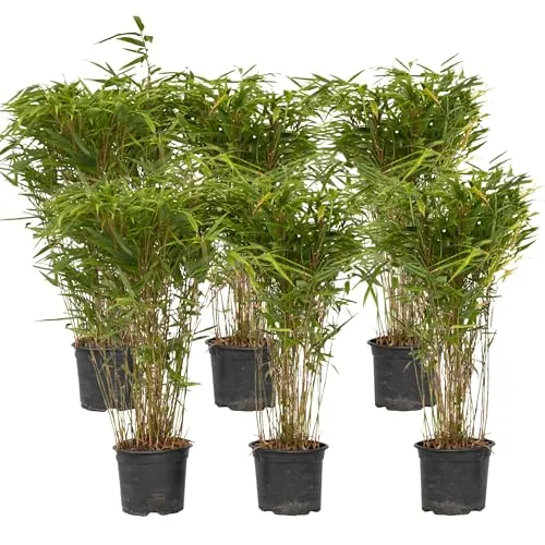 Fargesia nitida 'Gansu' von Plant in a Box