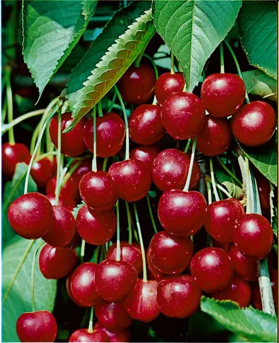 Prunus Avium Hedelfinger Riesenkirsche 150–200 cm - Hausbaum mit großen, saftigen Kirschen, ideal für Obstgärten. Pflegeleicht, winterhart und beeindruckende Blüte in Weiß von April bis Mai.