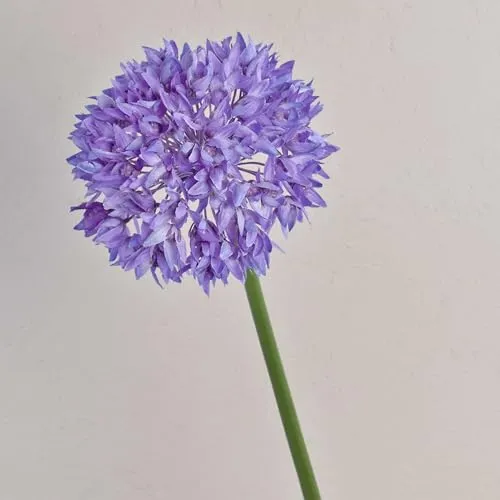 artplants.de Textilblume Allium Lisbeth, lila, 70cm - Zierlauch Künstlich/Allium Deko