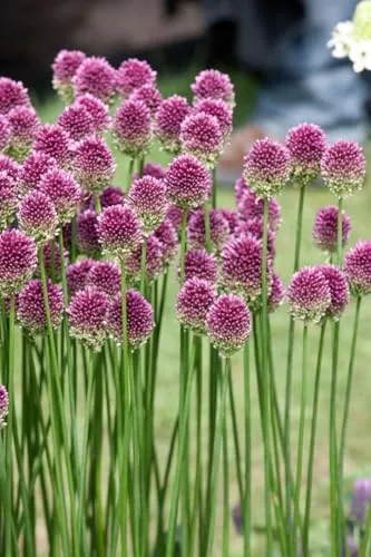 Allium sphaerocephalon ca. 9x9 cm Topf - Kugellauch, purpurrote Blüten, Blütezeit Juni-August, ideal für Rabatten, bienenfreundlich, pflegeleicht