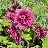 Purpur Stockrose - Alcea rosea