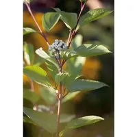 Cornus alba - Weißer Hartriegel, Tatarischer Hartriegel - Ziergehölz mit ganzjährigem Charme: Der Tatarische Hartriegel begeistert mit cremeweißen Blüten, leuchtend roten Trieben im Winter und ist ideal für Sichtschutz-Hecken oder als Solitärpflanze.