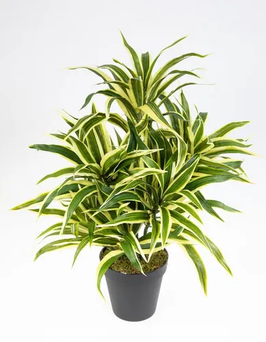 Kunstpflanze Dracena 42cm im Topf DA künstliche Pflanzen Palmen, Seidenblumen Roß, Höhe 42 cm, Grün-Gelb