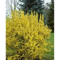 Forsythia Intermedia Goldrausch in gelb von Pflanzen für Dich