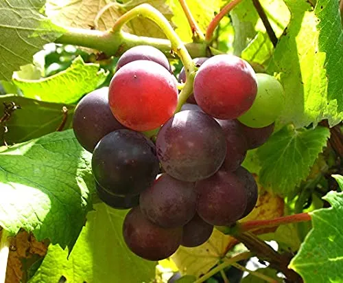 Weinrebe `Erdbeertraube´, Wein mit Erdbeer-Aroma, 80-100cm im 5L-Topf