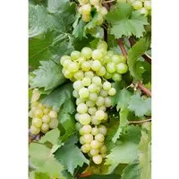 Vitis Vinifera Weinrebe Gelb 80–100 cm - Kletterpflanze mit süßen, gelben Trauben, ideal für Spaliere und Pergolen. Pflegeleicht und winterhart, zieht Bienen an und erreicht bis zu 10 m Höhe.