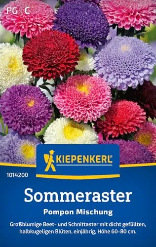 Kiepenkerl Sommerastersamen Pompon Mischung 1014200 - Einjährige Aster mit einer Wuchshöhe von 60 bis 80 cm und einem Inhalt für 70 Pflanzen - Blumensamen, Saatgut