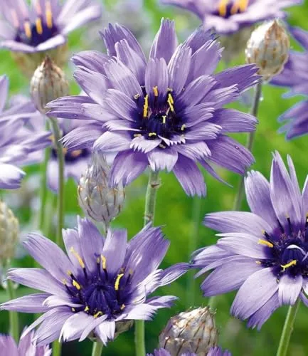 BALDUR Garten Blaue Rasselblume 'Catananche' im 9x9 cm-Topf - Schöne, bienenfreundliche Pflanze für sonnige Standorte. Blüht von Juni bis September, ist winterhart und benötigt wenig Pflege. Ideal für jeden Garten!