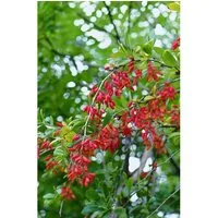 Produktbild Berberis vulgaris 25-30 cm