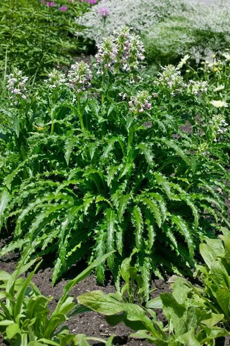 Pflanzen für Dich Staude Morina longifolia, 1 St., Stachelblume