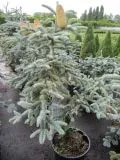 Abies procera Glauca - Silbertanne - 40-50