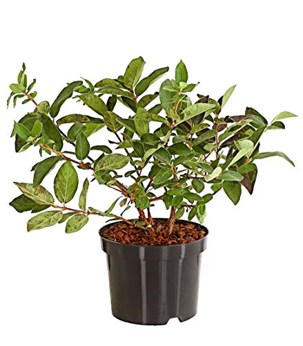 Dehner Honigbeere Russlana, süsse blaue Früchte, ca. 30-40 cm, 3 l Topf, Beerenstrauch