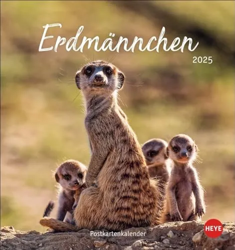 Erdmännchen Postkartenkalender 2025: Jeden Monat eine süße Postkarte. Fotokalender für Tierfreunde. Kleiner Tischkalender zum Aufstellen und Aufhängen im Postkartenformat. (Postkartenkalender Heye)