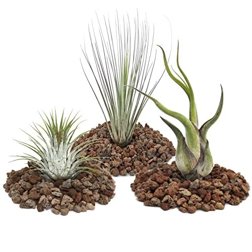 exotenherz - Tillandsien, dekorative Pflanzen - 3er Set