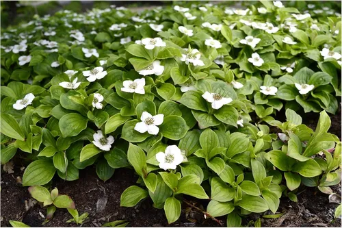 Stauden Gänge 1 x Cornus canadensis