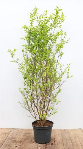 Goldliguster Ligustrum ovalifolium ‘Aureum’ - Zierstrauch mit goldenem Blatt - Ziergehölze mit leuchtend gelb gerandeten Blättern, ideal für Hecken oder als Solitär. Robust, schnittverträglich und pflegeleicht, sorgt für Struktur und Farbe im Garten.