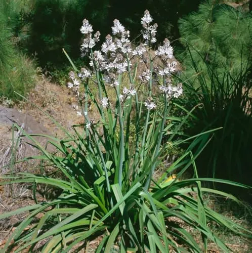 Produktbild Asphodelus albus ca. 9x9 cm Topf