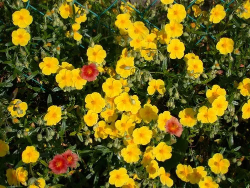 Pflanzen für Dich Staude Helianthemum cult. gelb, 1 St., Sonnenröschen, Sonnenwende