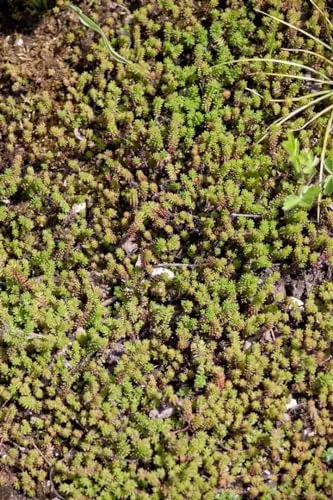 Sedum sexangulare 9x9 cm Topf – Winterhart, Mehrjährig, Pflegeleicht – Mauerpfeffer – Bodendecker für Steingarten & Dachbegrünung