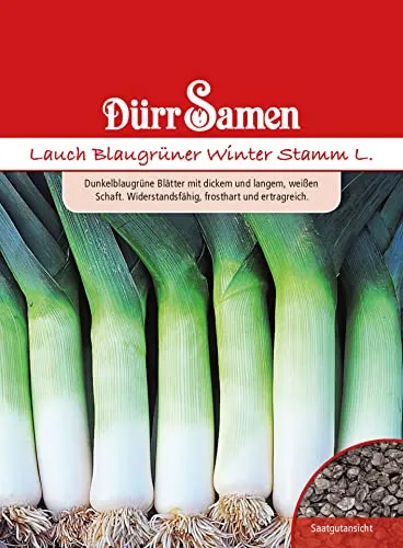 Lauch Samen Blaugrüner Winter,Stamm Allium porrum, ca. 400 Samem Lauchsamen Porresamen Frosthart Saatgut Garten Dürr Samen