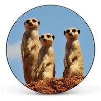 Banjado Magnettafel Rund Größe 47cm Magnetwand Schwarz Aus Metall Magnetpinnwand Pinnwand Motiv Erdmännchenfamilie