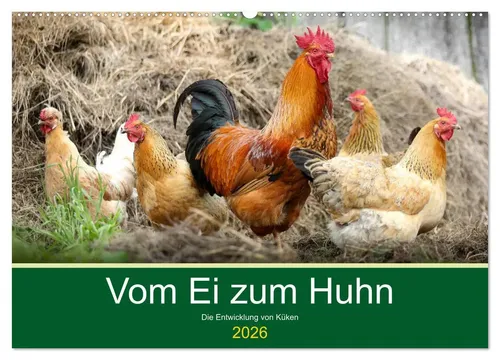 Rose Hurley | Vom Ei zum Huhn. Die Entwicklung von Küken (Wandkalender 2026...