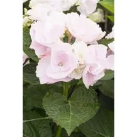 Bauernhortensie Rosa 50-60 cm – Hydrangea Mac. - Eleganter Blütenstrauch mit üppigen rosa Blütenständen. Ideal für Gartengestaltung, als Kübelpflanze oder in Gruppen. Wuchsform kompakt und buschig, perfekt für halbschattige Standorte.