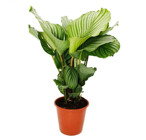 Exotenherz Calathea orbifolia - XXL Zimmerpflanze im Zebra-Look - Die Calathea orbifolia begeistert mit ihrem einzigartigen Zebra-Look und eleganten, runden Blättern. Ideal für helle bis halbschattige Plätze, bringt sie stilvolles Flair in Ihr Zuhause. Topfgröße: 19 cm, Höhe: ca. 70-80 cm.