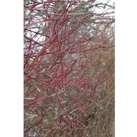 Cornus Alba Sibirica Hartriegel Leuchtend Rot 40–60 cm