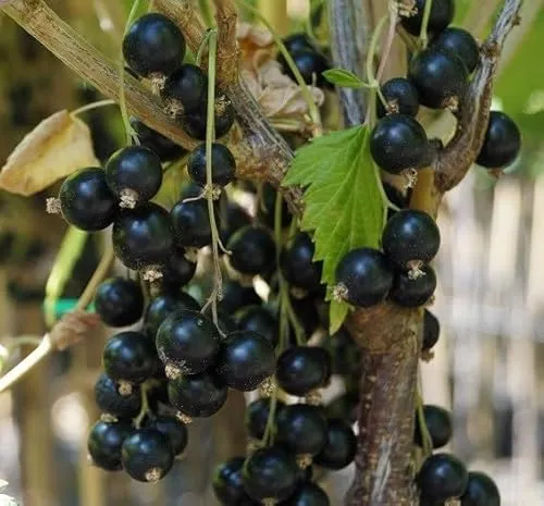 Schwarze Johannisbeere `Ben Lomond´, Busch, 40-60cm im 3,5L-Topf