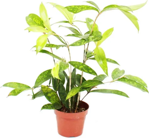 Drachenbaum - Dracaena surculosa - 12cm - grün mit hellgrünen Tupfen