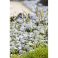 Festuca Mairei Atlas-Schwingel Ca. 9x9 cm Topf