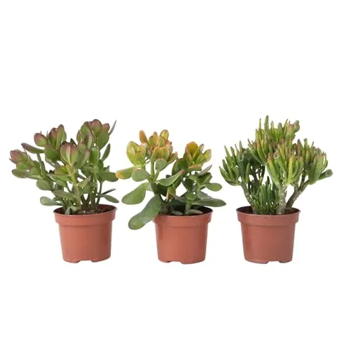 Geldbaum 3er-Set - Crassula Minor, Hobbit, Sunset, 10-25 cm - Blumen & Stauden – Pflegeleichte Sukkulenten mit einzigartigem Charakter, ideal für sonnige Fensterbänke und bringen Farbe sowie Struktur in dein Zuhause.