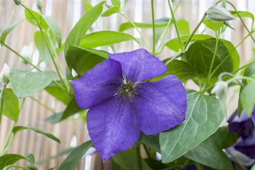 Clematis Hybride Jackmanii - Violettblühende Kletterpflanze - Kletterpflanze mit tiefvioletten, samtigen Blüten, ideal für Zäune und Pergolen. Pflegeleicht, winterhart und zieht Schmetterlinge an - ein Highlight für jeden Garten!