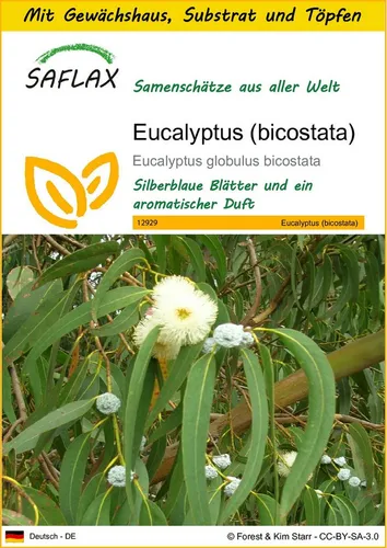 SAFLAX Blumensamen SAFLAX - Anzuchtset - Eucalyptus (bicostata)
