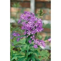 Phlox Paniculata Amethyst Flammenblume Ca. 11x11 cm Topf