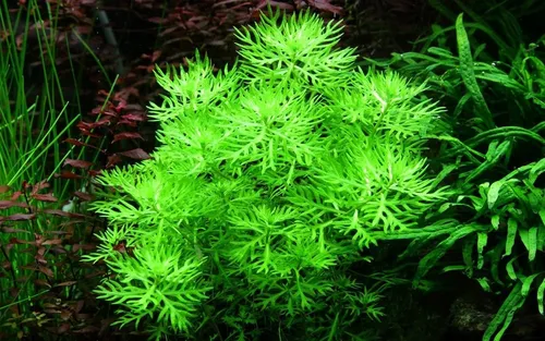 Aquaone Wasserpflanze Aquariumpflanze Hottonia palustris Nr.027