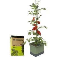 Gusta Garden Pflanzkübel TOM TOMATO - Tomatenpflanzset mit Rankhilfe und Bewässerungssystem - Ideal für Balkon und Terrasse: Das TOM TOMATO Set enthält alles für den Anbau eigener Tomaten – inklusive Wassertank und Urban Gardening Erde. Einfach befüllen und genießen!
