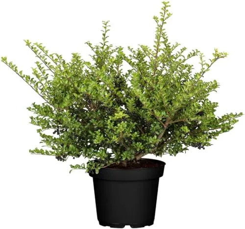 Ilex crenata 'Convexa' in beige von PlantaPro