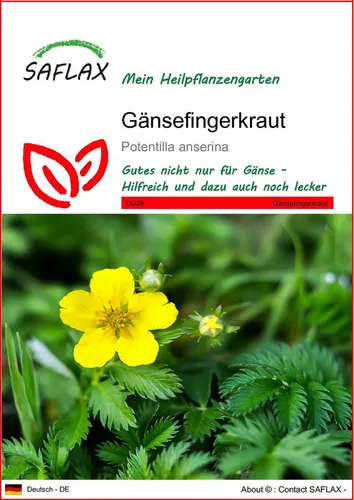 SAFLAX Blumensamen SAFLAX - Samen - Gänsefingerkraut