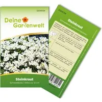 Deine Gartenwelt Steinkraut Schneedecke Samen