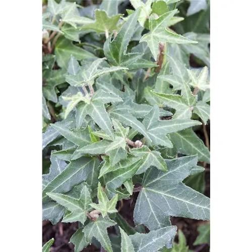 Efeu 'Asterisk' - Hedera helix, winterhart, grüns Laub in Gärtnerqualität von Blumen Eber - 12 cm